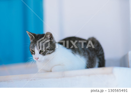 ギリシャのサントリーニ島の美しい朝 130565491