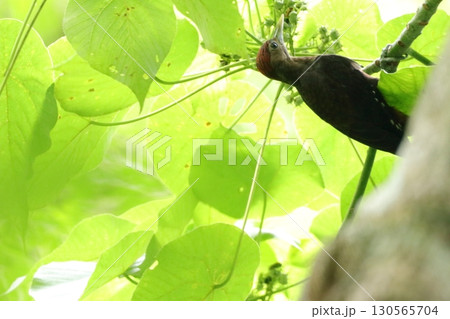 新緑とノグチゲラの若鳥　やんばるの森 130565704