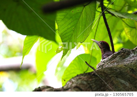 新緑とノグチゲラの若鳥 やんばるの森 新緑とノグチゲラの若鳥 やんばるの森 130565705