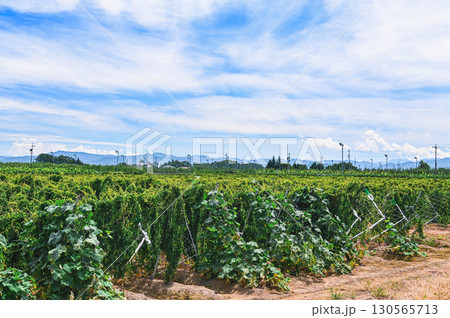 長芋畑　山形村 130565713