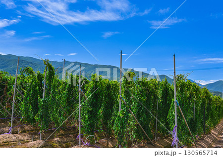 長芋畑　山形村 130565714