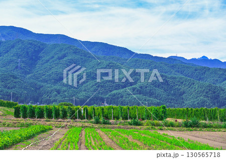 長芋畑 山形村 長芋畑 山形村 130565718