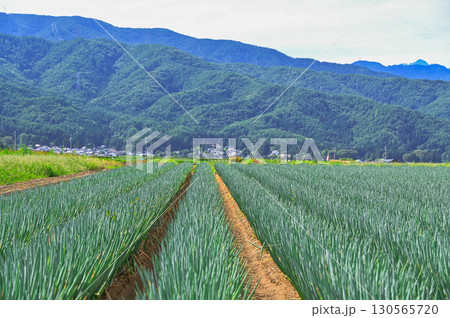 ねぎ畑 山形村 ねぎ畑 山形村 130565720