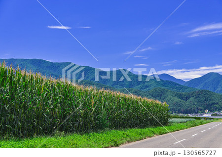 夏のデントコーン畑　山形村 130565727
