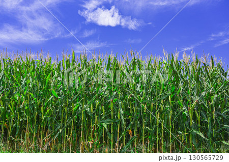 夏の青空とデントコーン　山形村 130565729