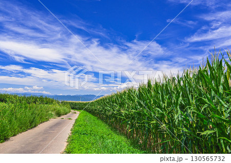 夏のデントコーン畑　山形村 130565732