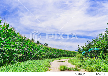 夏のデントコーン畑　山形村 130565734