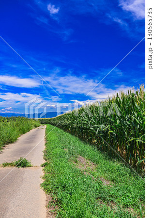 夏のデントコーン畑　山形村 130565735