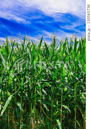 夏の青空とデントコーン 山形村 夏の青空とデントコーン 山形村 130565736