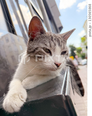 Striped cat lying and looking up. Curiosity, awareness, and domestic animal behavior. 130565868