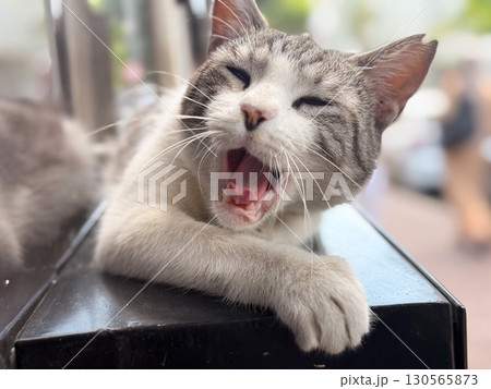 Street cat yawns outdoor. Interaction, expression, and pet concept 130565873