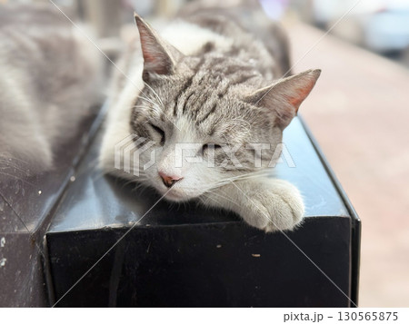 Gray striped cat sleeping on black surface. Relaxation, comfort, and urban animal life. 130565875