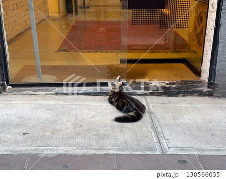 Close-up of cat resting near glass door. Calmness, coziness, and the charm of urban animals in city life. Close-up of cat resting near glass door. Calmness, coziness, and the charm of urban animals in city life. 130566035