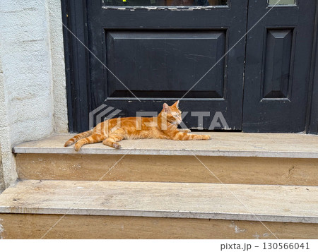 Close-up of ginger cat resting on stone steps. Calmness, coziness, and the charm of urban animals in city life. Close-up of ginger cat resting on stone steps. Calmness, coziness, and the charm of urban animals in city life. 130566041