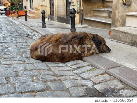 Stray brown dog resting on cobblestone street. Urban wildlife, calmness, and everyday street life. 130566054