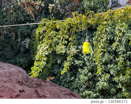 Yellow lamp hanging among green foliage outdoors. Lighting, decoration, and urban environment blending function, atmosphere, and natural background detail. 130566171