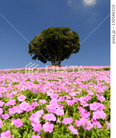 満開の桃色吐息 ペチュニア 130566310