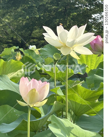 白い蓮の花 130566350