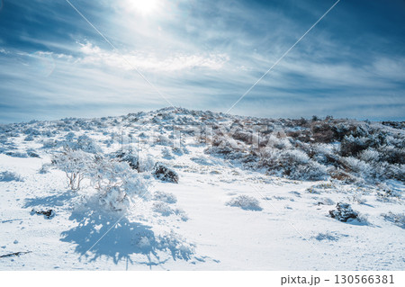Snow slope with frosted bushes on Eorimok Trail, Hallasan, Jeju Snow slope with frosted bushes on Eorimok Trail, Hallasan, Jeju 130566381