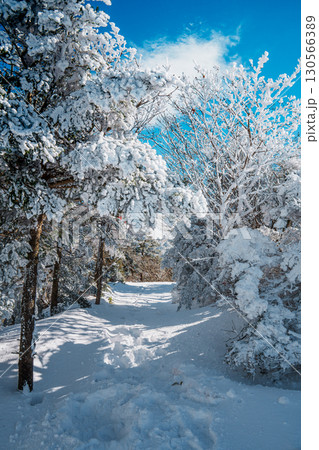 Snow-covered forest trail on Eorimok Trail, Hallasan, Jeju Island 130566389