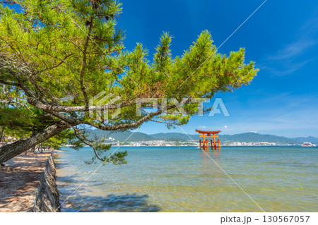 夏の宮島　厳島神社　鳥居 130567057