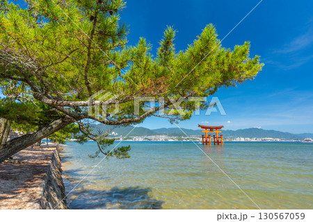 夏の宮島　厳島神社　鳥居 130567059