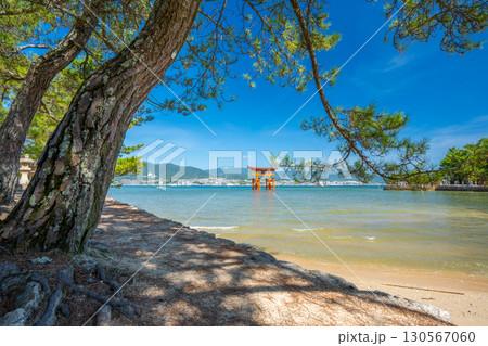夏の宮島　厳島神社　鳥居 130567060
