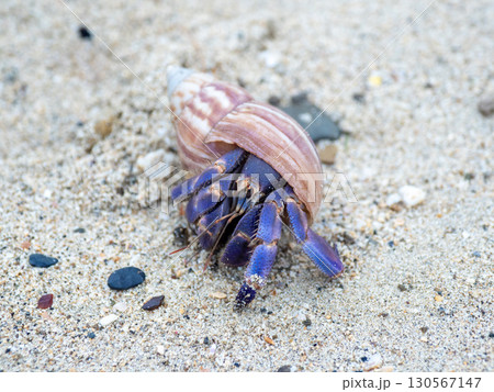 オカヤドカリ(鹿児島県 奄美大島) オカヤドカリ(鹿児島県 奄美大島) 130567147
