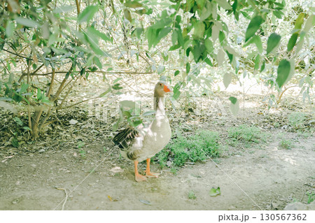 ギリシャのアテネの美しい風景 130567362