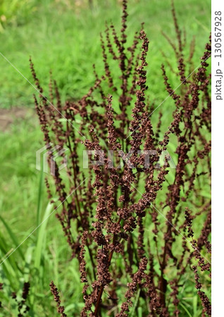 ギシギシ（タデ科）多年草 130567928