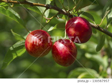Ripe red plums on tree branches with green leaves in the garden. 130567957