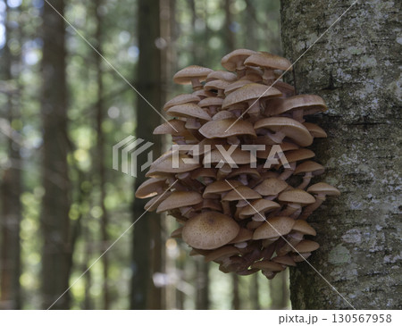Mushrooms, growing on a tree trunk in the autumn forest. 130567958