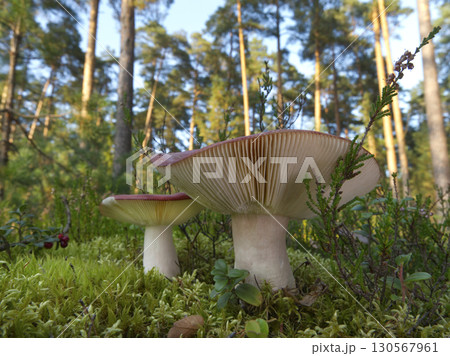 Mushrooms growing in the autumn forest. 130567961