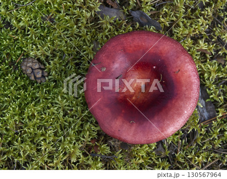 Mushrooms growing in the autumn forest. Mushrooms growing in the autumn forest. 130567964