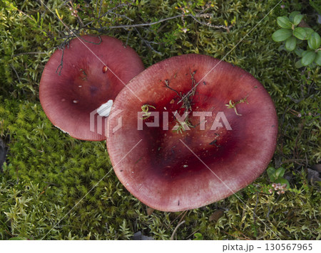 Mushrooms growing in the autumn forest. Mushrooms growing in the autumn forest. 130567965
