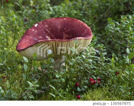 Mushrooms growing in the autumn forest. Mushrooms growing in the autumn forest. 130567975