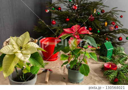 Poinsettia flowers being transplanted into new pots next to a beautifully decorated Christmas tree, capturing the essence of Christmas gardening and festive home decor 130568021