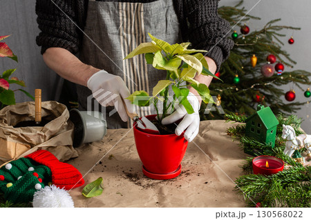 Transplanting vibrant Poinsettia flowers into a new pot, a man works next to a festively decorated Christmas tree, bringing seasonal cheer and home gardening into the holiday celebration 130568022