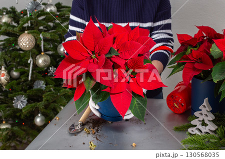A woman transplants Poinsettia flowers into a new pot A woman transplants Poinsettia flowers into a new pot 130568035