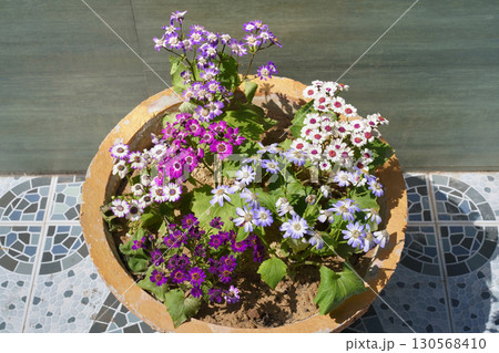 Pericallis hybrida or cineraria hybrida purple, violet, pink and white flowers with colorful petals and yellow inflorescences grow in a huge pot. Close-up. Horizontal photo. High angle. Pericallis hybrida or cineraria hybrida purple, violet, pink and white flowers with colorful petals and yellow inflorescences grow in a huge pot. Close-up. Horizontal photo. High angle. 130568410