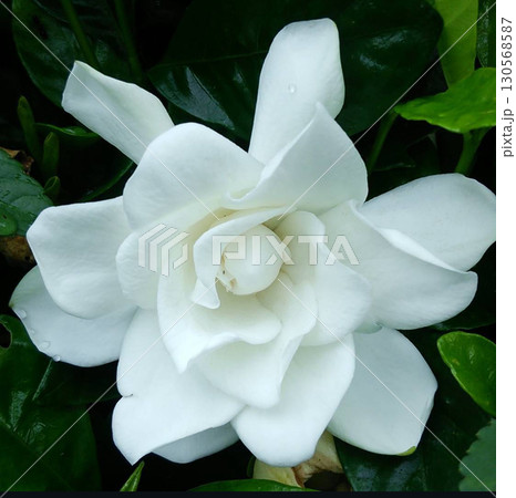 白い花 白い花 130568587