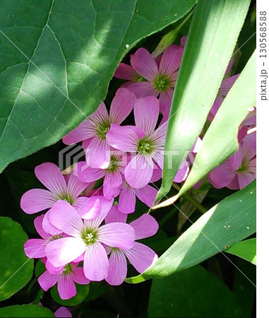 ピンクの花 ピンクの花 130568588