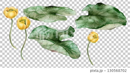 Set of watercolor illustrations: yellow water lily and green leaves. Hand-drawn, tropical and elegant, perfect for design projects. Beautiful Chinese water lily details. 130568702