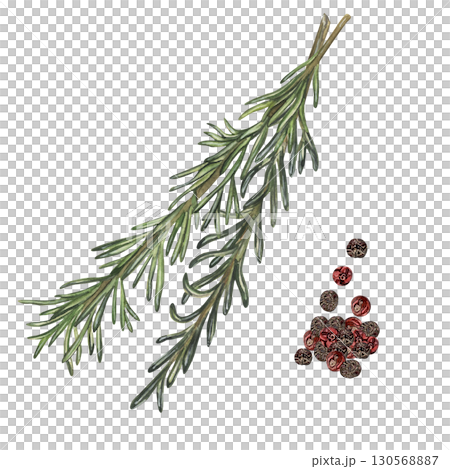Rosemary herb branch with peppercorns watercolor illustration on white background Rosemary herb branch with peppercorns watercolor illustration on white background 130568887