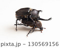 夏のヒーロー 子供達も大好きカブトムシの交尾 夏のヒーロー 子供達も大好きカブトムシの交尾 130569156