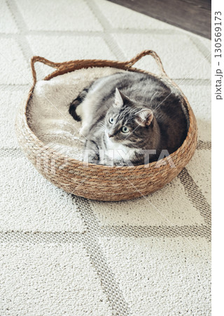 Cute grey tabby cat laing in his soft cozy round woven cat bed 130569173
