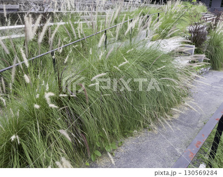 A colorful landscaped formal public garden 130569284