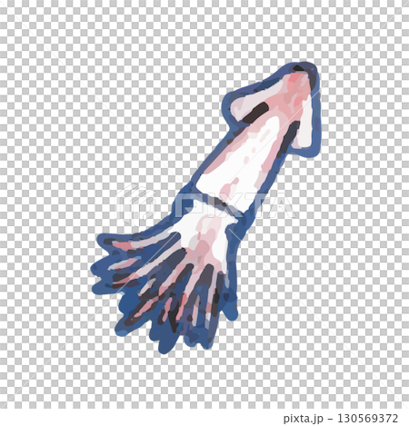 Cute illustration of squid from Tohoku 130569372