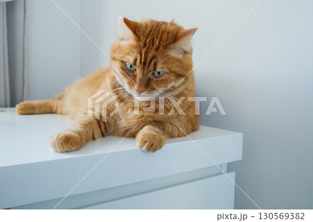 Cute ginger cat lying on the white table at home 130569382