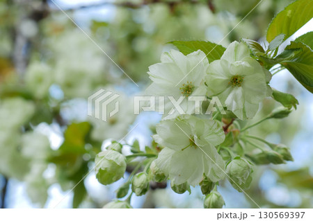 青空に咲く緑の桜　御衣黄桜　～3:2バージョン 130569397